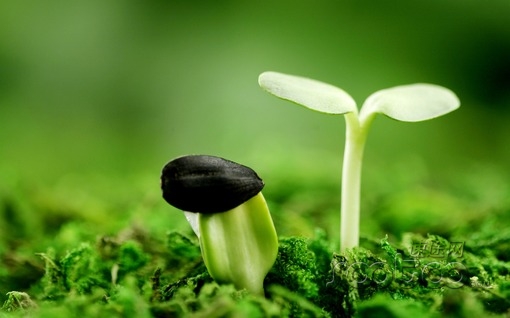 丁道師:快播的倒掉是中國互聯(lián)網(wǎng)的巨大進步