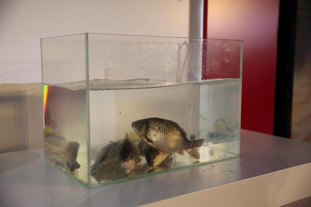 夏普新品發布會打造黑白共進 新品冰箱攜全矩陣產品打響中國市場